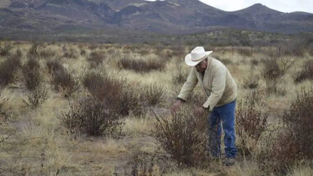 4 FEBRERO- Plantío de orégano en Saucillo